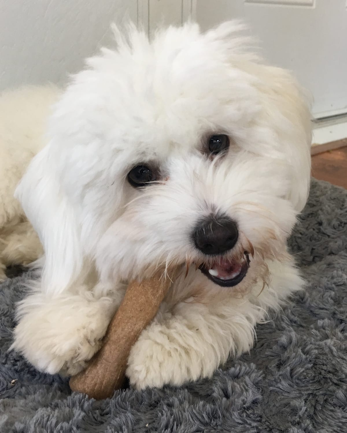 Chiot coton de Tuléar couché en train de mâchouiller un jouet