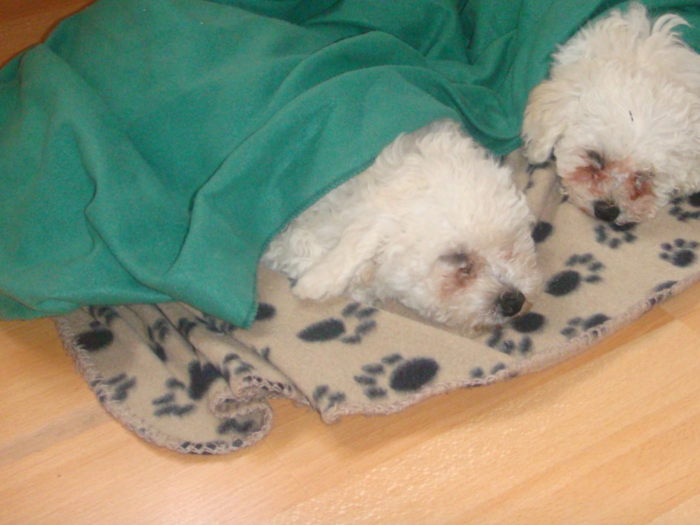 Deux chiots blancs blottis l'un contre l'autre sous une couverture
