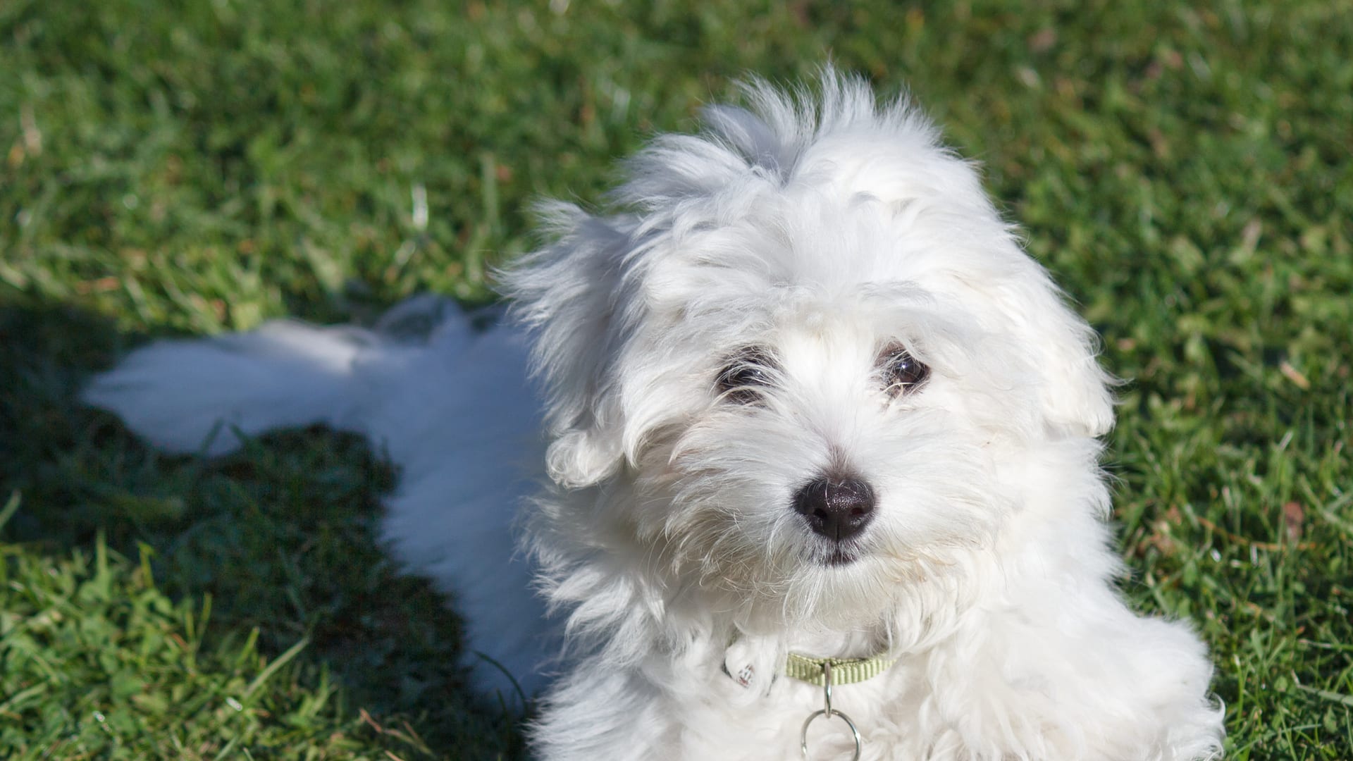 Chiot coton de Tuléar couché dans l'herbe, portant un collier