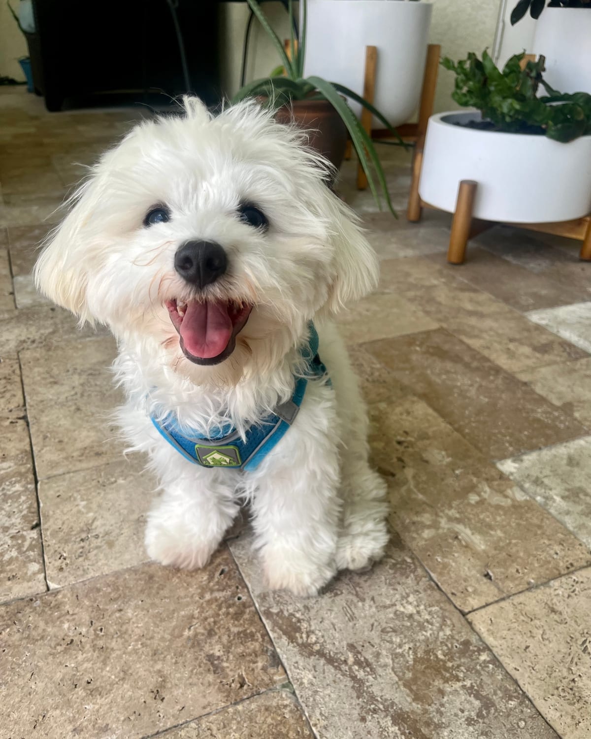 Chiot coton de Tuléar souriant, assis sur le carrelage de la maison
